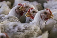 [News] An Energy Crisis Is Seeping Into South Africa’s Food Supply